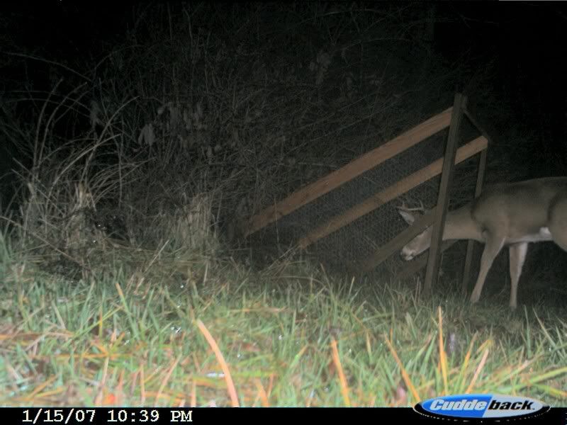 This is Make shed antler trap The Jek