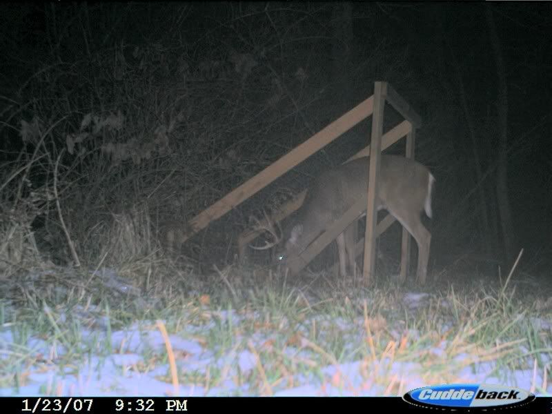 Deer Antler Shed Traps