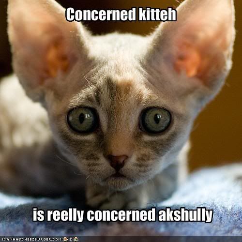 funny-pictures-your-cat-is-very-con.jpg