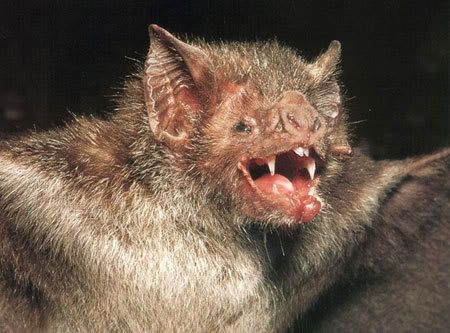 vampire bats sleeping. Vampire bats really do drink