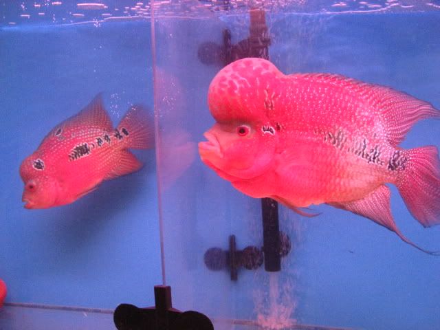 Red Pearl Flowerhorn