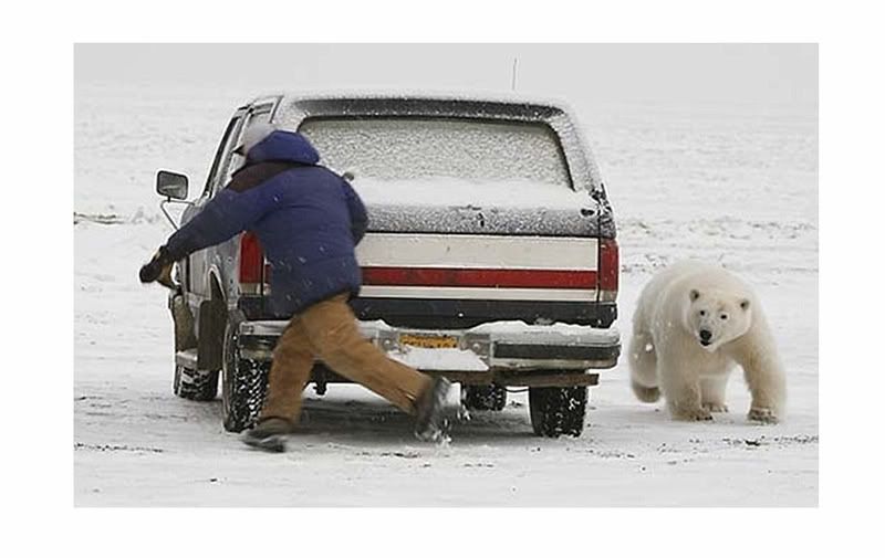 Alaska-BarrowCloseCallWithPolarBear.jpg