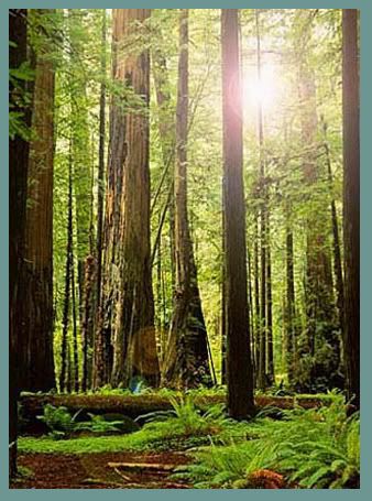 California-SantaCruzForestSun.jpg