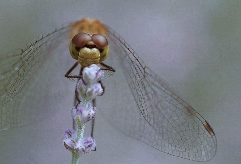 IMAGE: http://i69.photobucket.com/albums/i61/rsamos/macro/alian-1.jpg