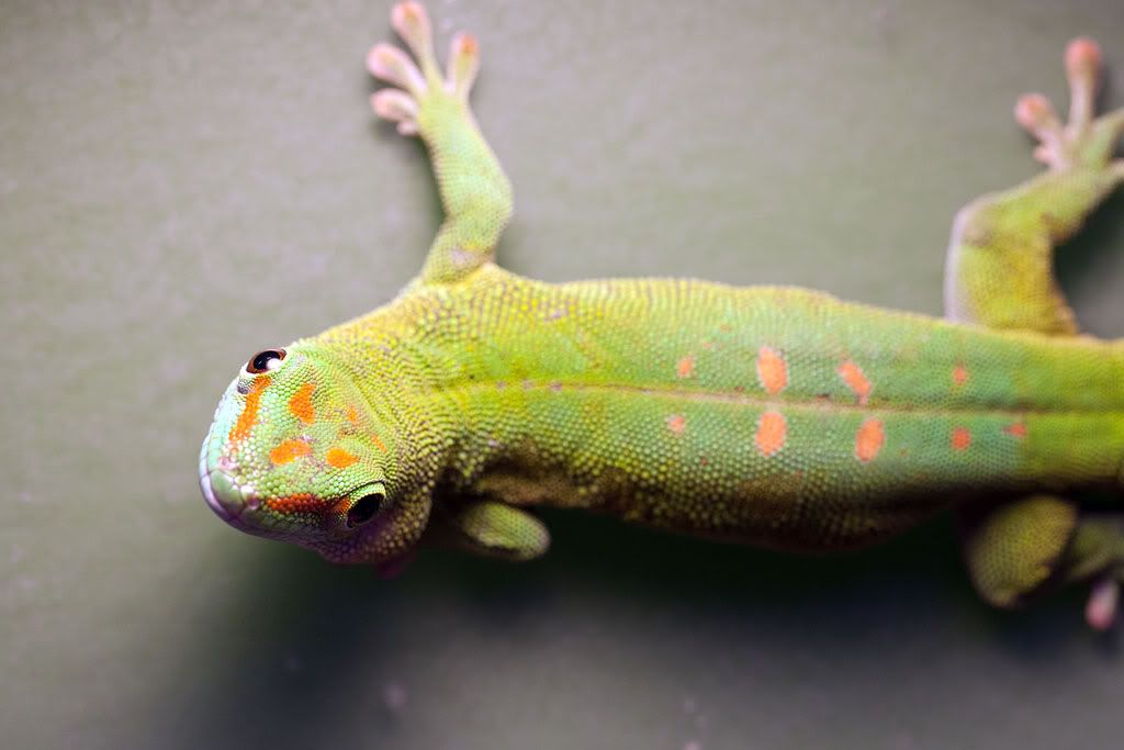 IMAGE: http://i69.photobucket.com/albums/i61/rsamos/pnet/IMG_5793.jpg