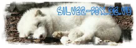 Silvers Blog