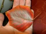 my leaf