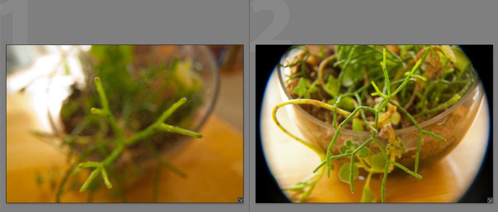 IMAGE: http://i69.photobucket.com/albums/i63/wiltonw/APS%20lens%20macro%20FF_zpsuhztexnk.jpg