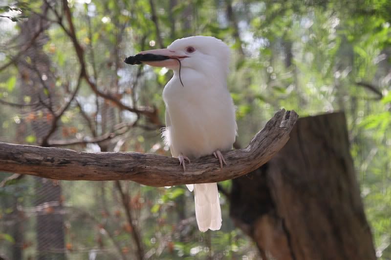 IMAGE: http://i69.photobucket.com/albums/i63/wiltonw/IMG_1451.jpg