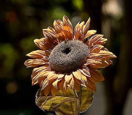 IMAGE: http://i69.photobucket.com/albums/i63/wiltonw/IMG_4495.jpg