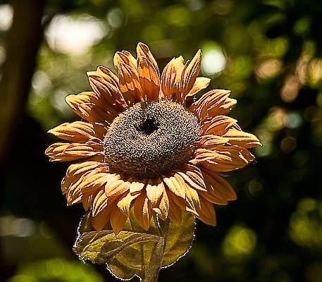 IMAGE: http://i69.photobucket.com/albums/i63/wiltonw/IMG_4496.jpg