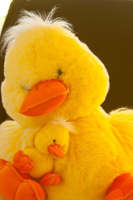 IMAGE: http://i69.photobucket.com/albums/i63/wiltonw/Principles/Soft%20filters-2_zpsy8mywwdx.jpg