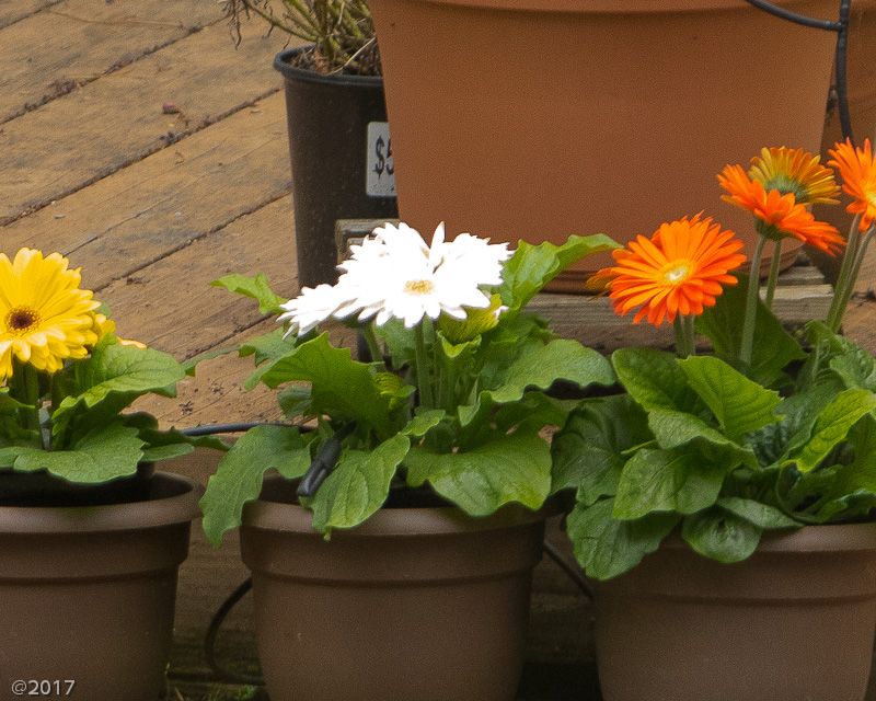 IMAGE: http://i69.photobucket.com/albums/i63/wiltonw/Principles/exposure-3_zpssgdbhmoc.jpg