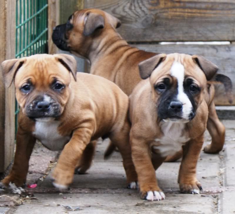 pups1.jpg