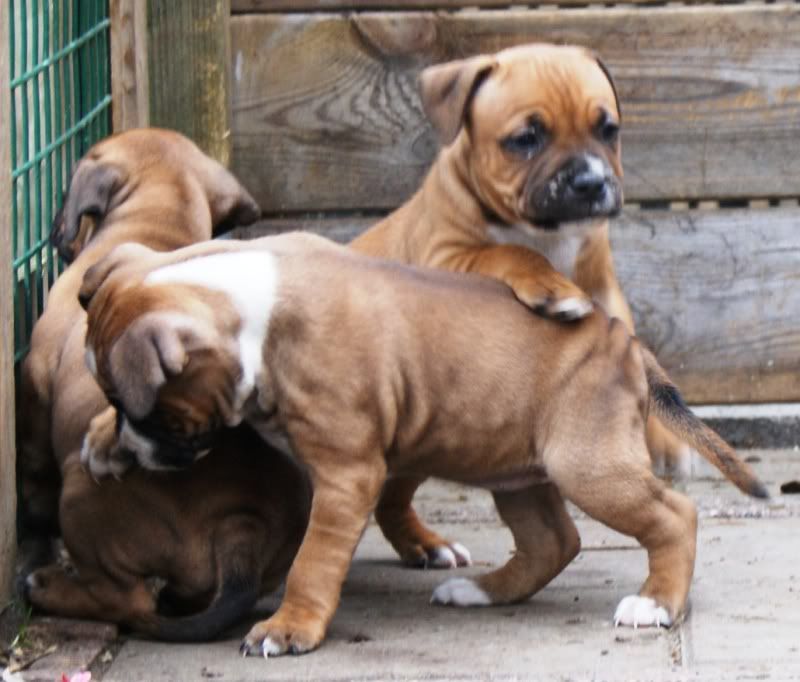 pups2.jpg