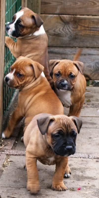 pups3.jpg
