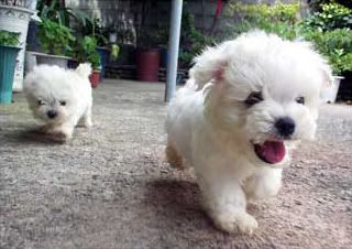 running white dogs Pictures, Images and Photos