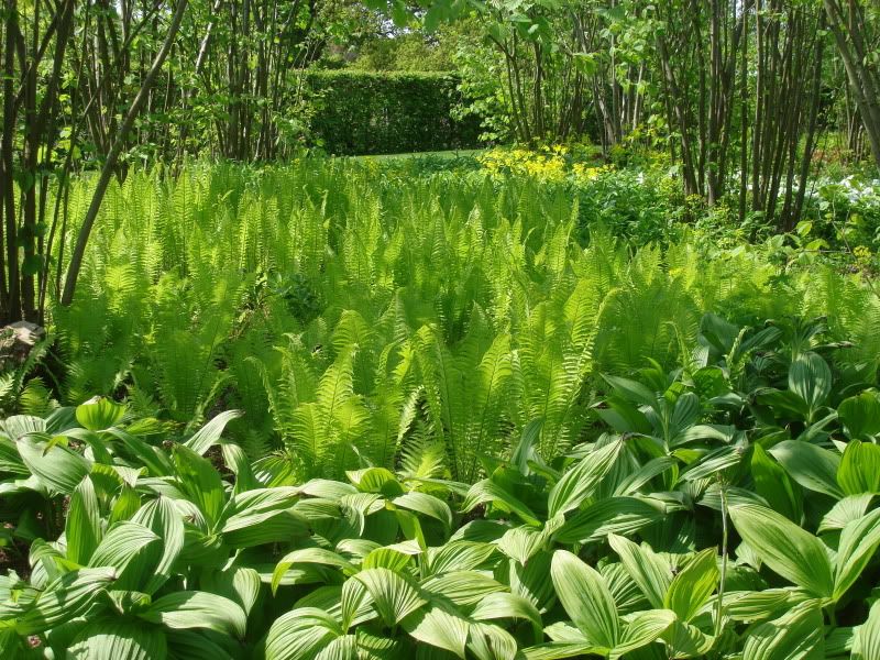 Lush Greenery at Sissinghurst Pictures, Images and Photos
