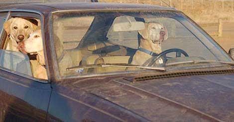 dogdrive.jpg dogs driving image by samalleus
