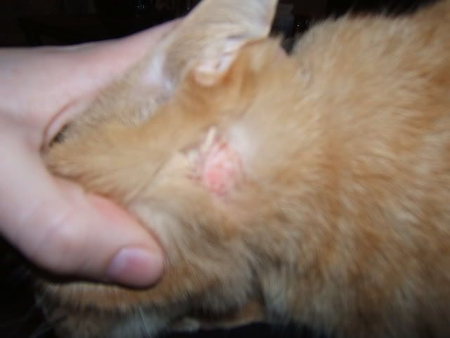 Cat Skin Irritation