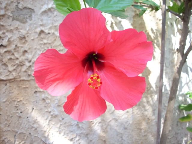 DSCN31331.jpg