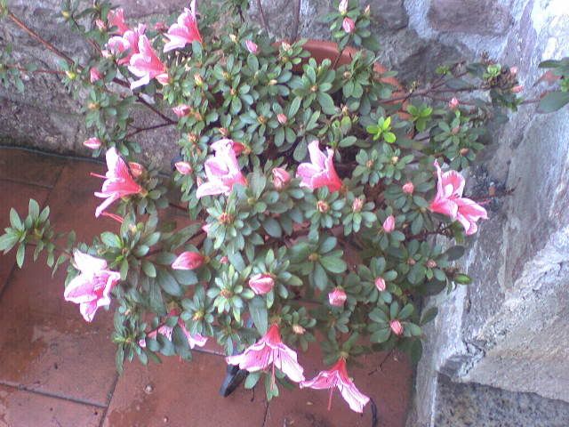 azalea2.jpg