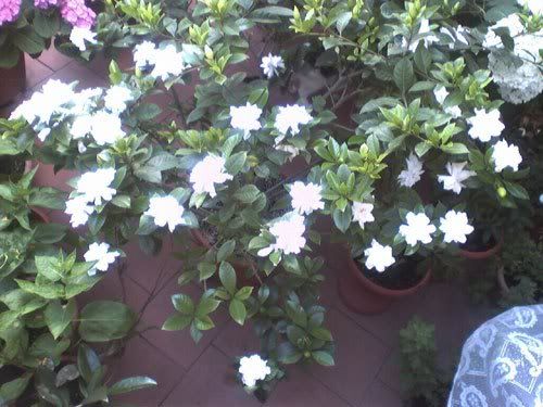 gardeniaprofumata.jpg