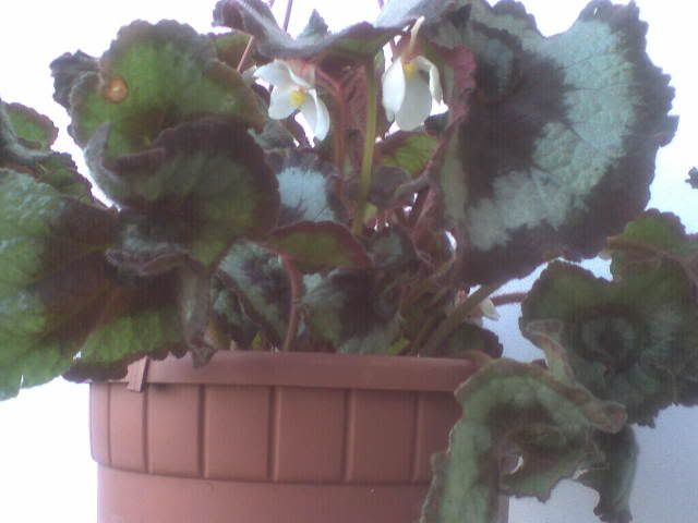 nuovabegonia2.jpg