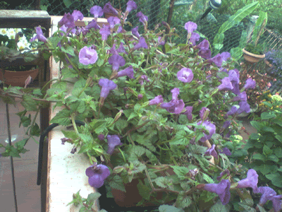 torenia.gif