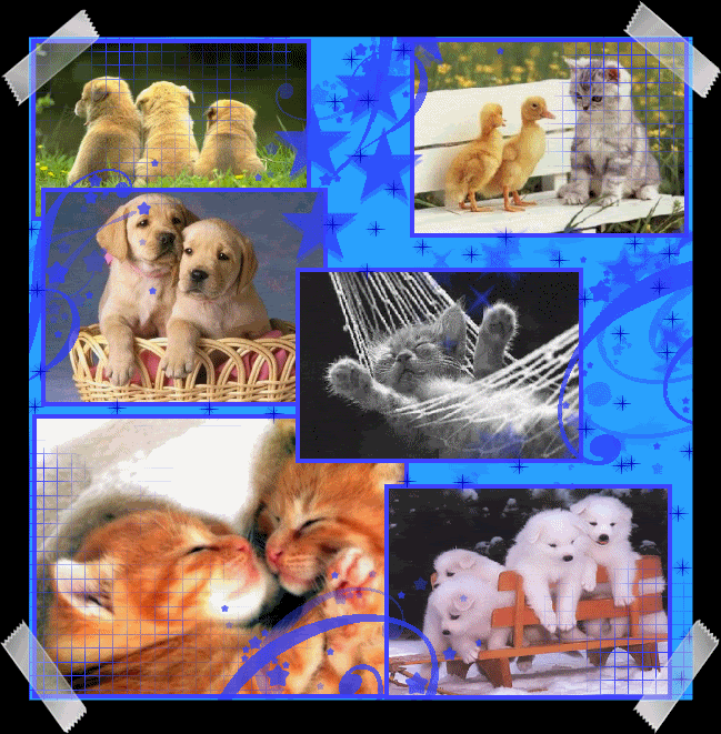 ANImaltool.gif
