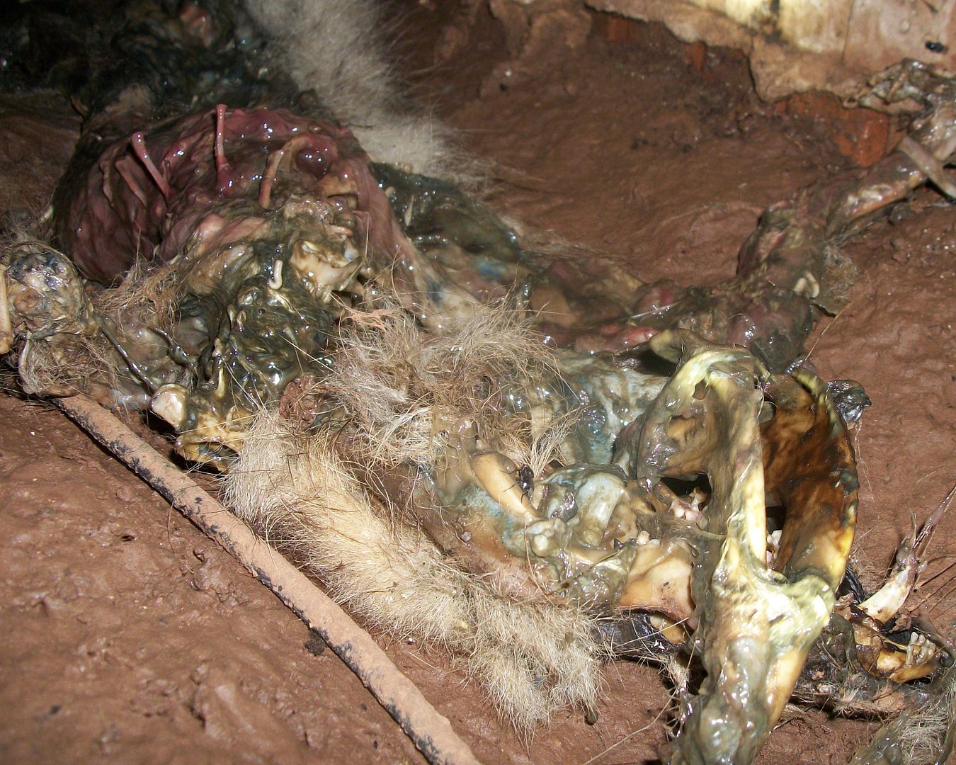 Animal Biohazard Removal