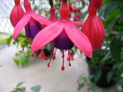 fuschia Pictures, Images and Photos