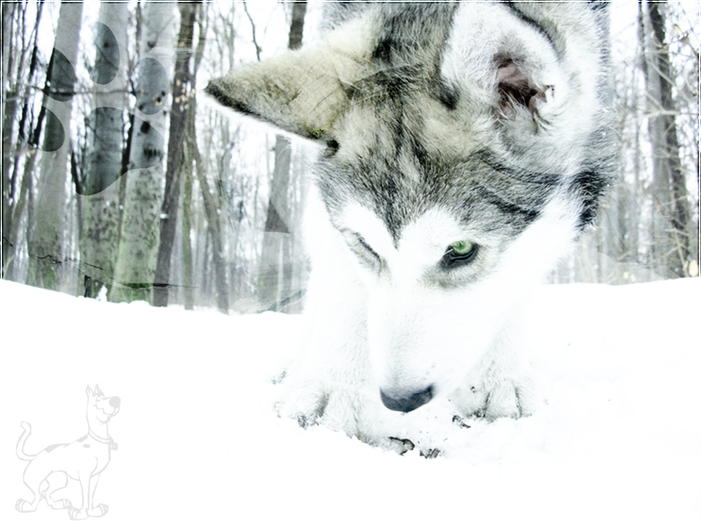 wolf wallpaper. Lonely Wolf