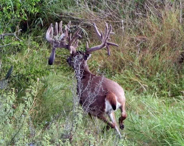 Giant South Texas Buck Killed ***Updated with Pics*** Missouri