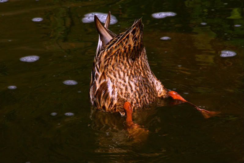 Ducky-1.jpg