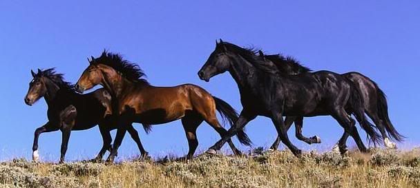 Horseland Banner