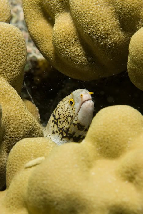 IMAGE: http://i69.photobucket.com/albums/i77/Shoreliner11/20100201-IMG_0143.jpg