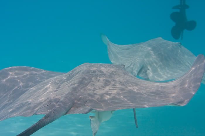 IMAGE: http://i69.photobucket.com/albums/i77/Shoreliner11/20100202-IMG_0053.jpg