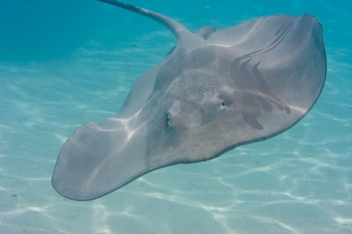 IMAGE: http://i69.photobucket.com/albums/i77/Shoreliner11/20100202-IMG_0055.jpg