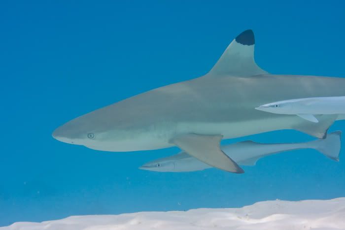 IMAGE: http://i69.photobucket.com/albums/i77/Shoreliner11/20100202-IMG_0083.jpg