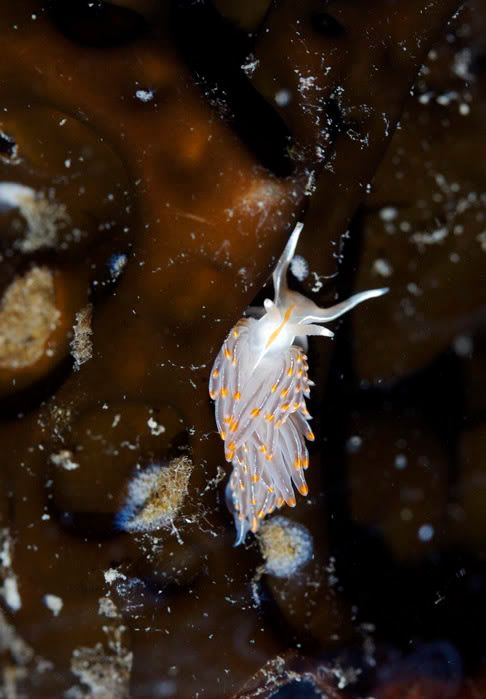 IMAGE: http://i69.photobucket.com/albums/i77/Shoreliner11/IMG_0073.jpg