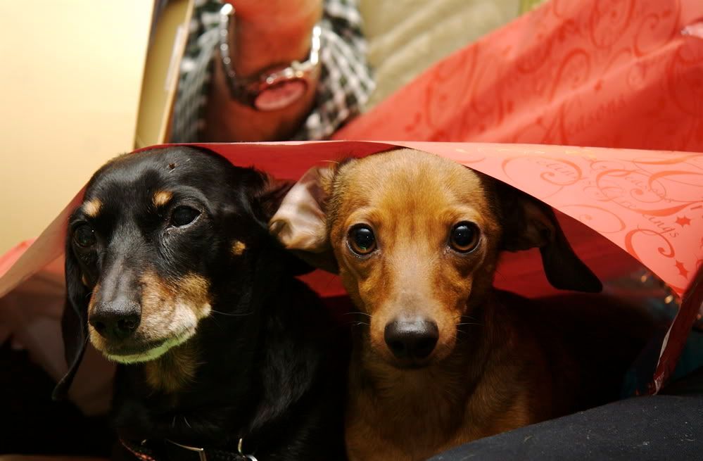 IMAGE: http://i69.photobucket.com/albums/i77/Shoreliner11/IMG_0082.jpg