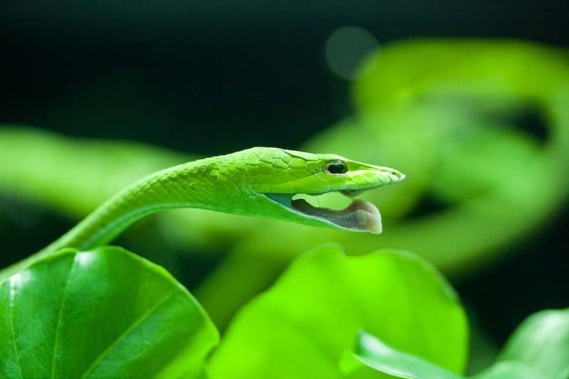 IMAGE: http://i69.photobucket.com/albums/i77/Shoreliner11/IMG_0170.jpg