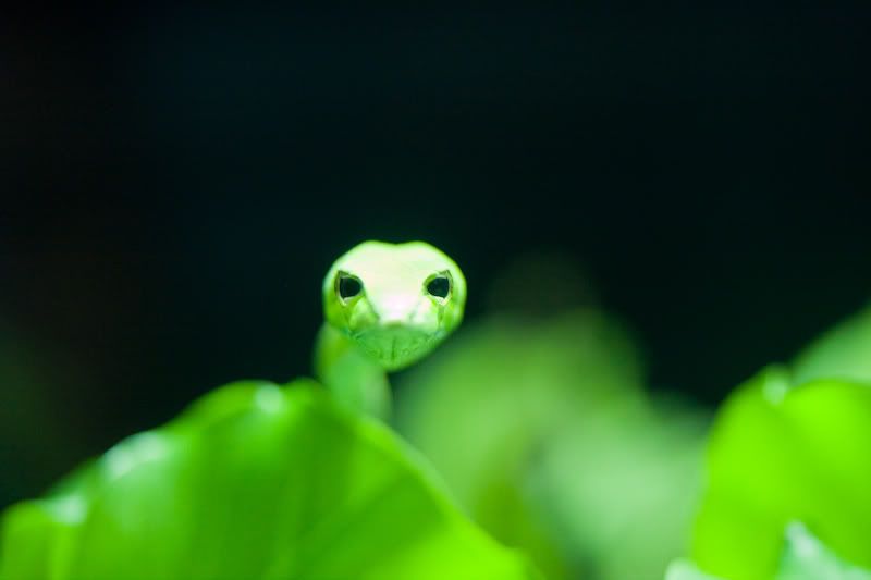 IMAGE: http://i69.photobucket.com/albums/i77/Shoreliner11/IMG_0178.jpg