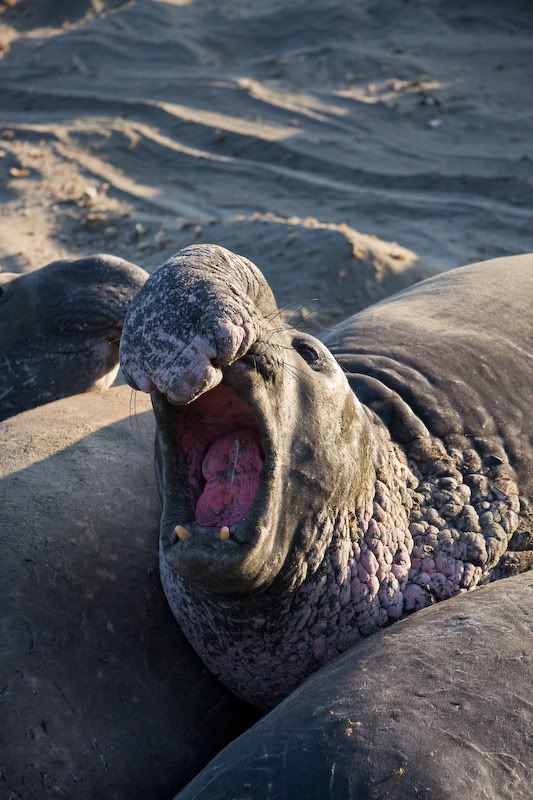 IMAGE: http://i69.photobucket.com/albums/i77/Shoreliner11/IMG_0230.jpg