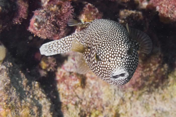 IMAGE: http://i69.photobucket.com/albums/i77/Shoreliner11/Underwater/20100128-IMG_0058.jpg