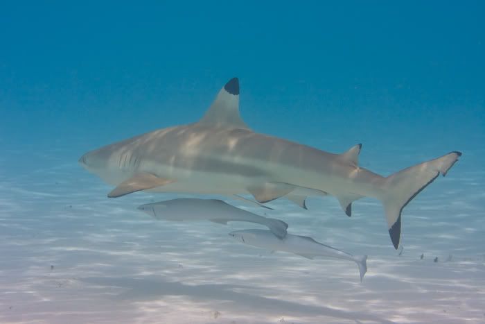 IMAGE: http://i69.photobucket.com/albums/i77/Shoreliner11/Underwater/20100202-IMG_0087.jpg