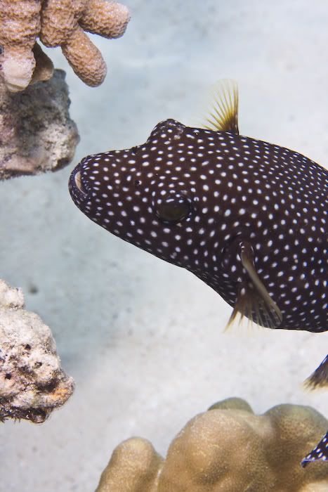 IMAGE: http://i69.photobucket.com/albums/i77/Shoreliner11/Underwater/20100202-IMG_0161.jpg