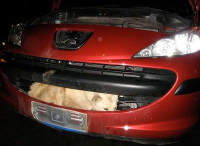 caineaccident.jpg