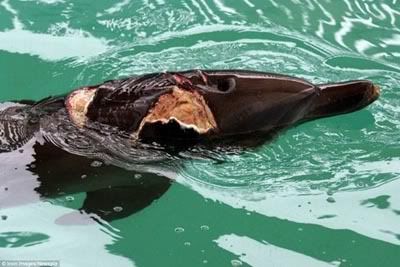 delfin1.jpg